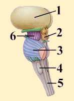 BRAIN STEM