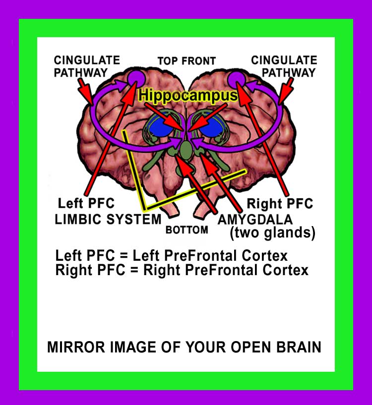 Consciousness Brain Image #1