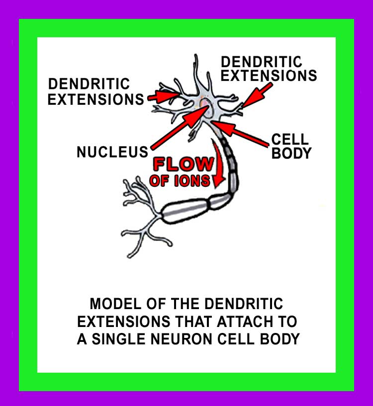 healthy neuron dendrite vs diseased neuron dendrite