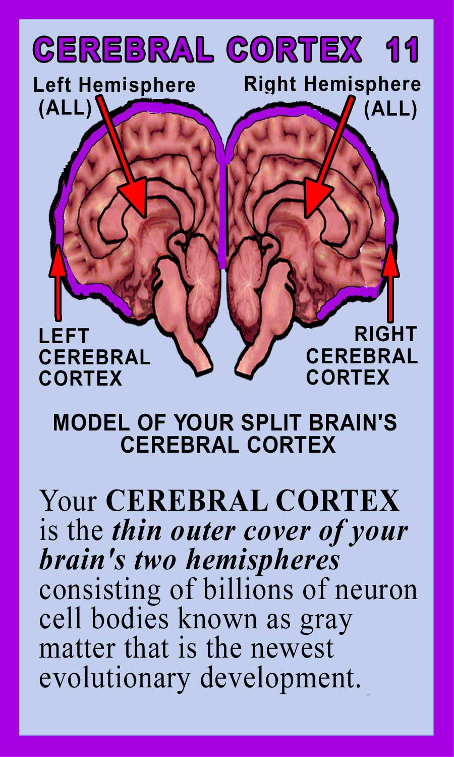 Cerebral Cortex Back