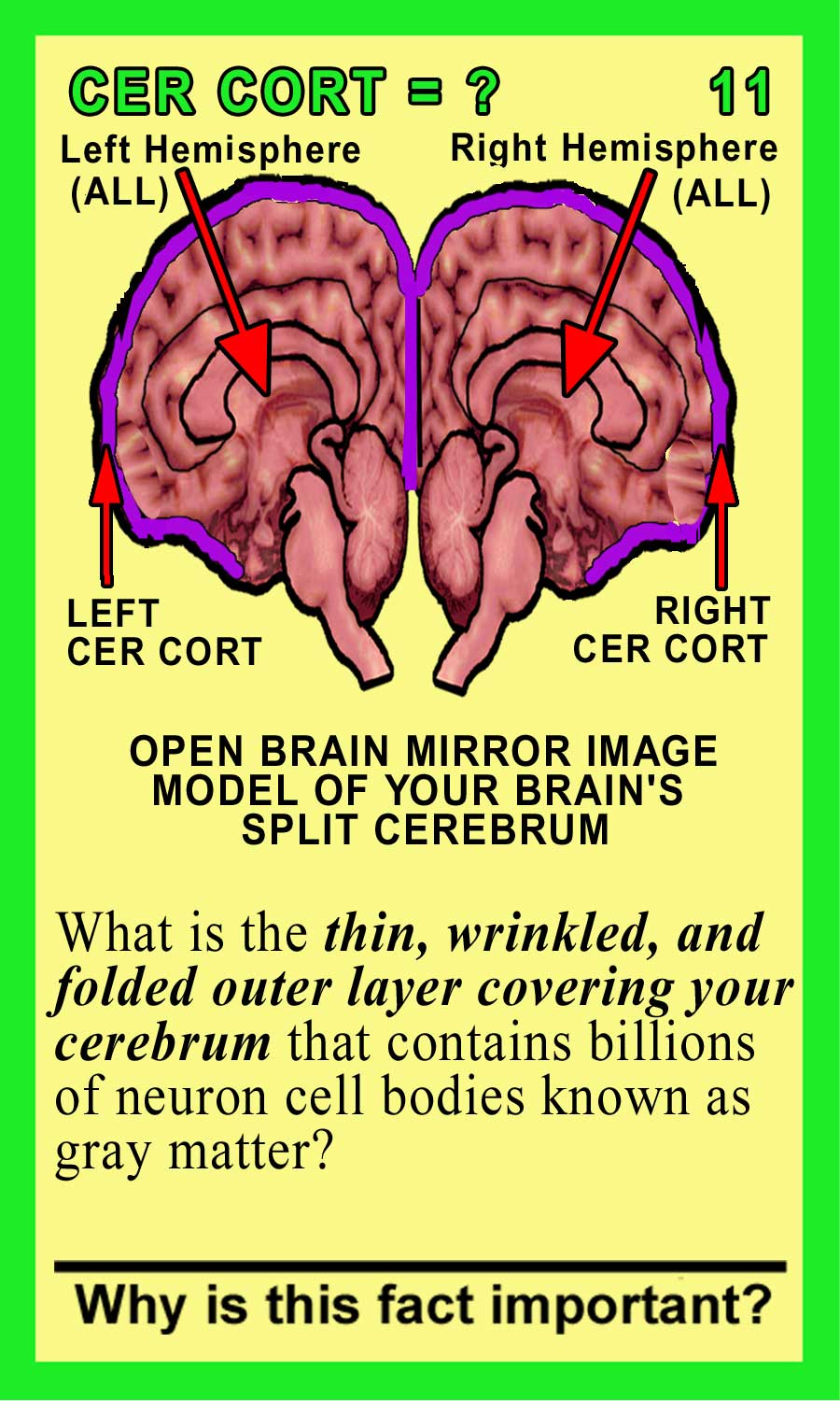 Cerebral Cortex Front