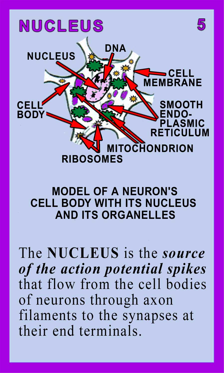 Nucleus-Back
