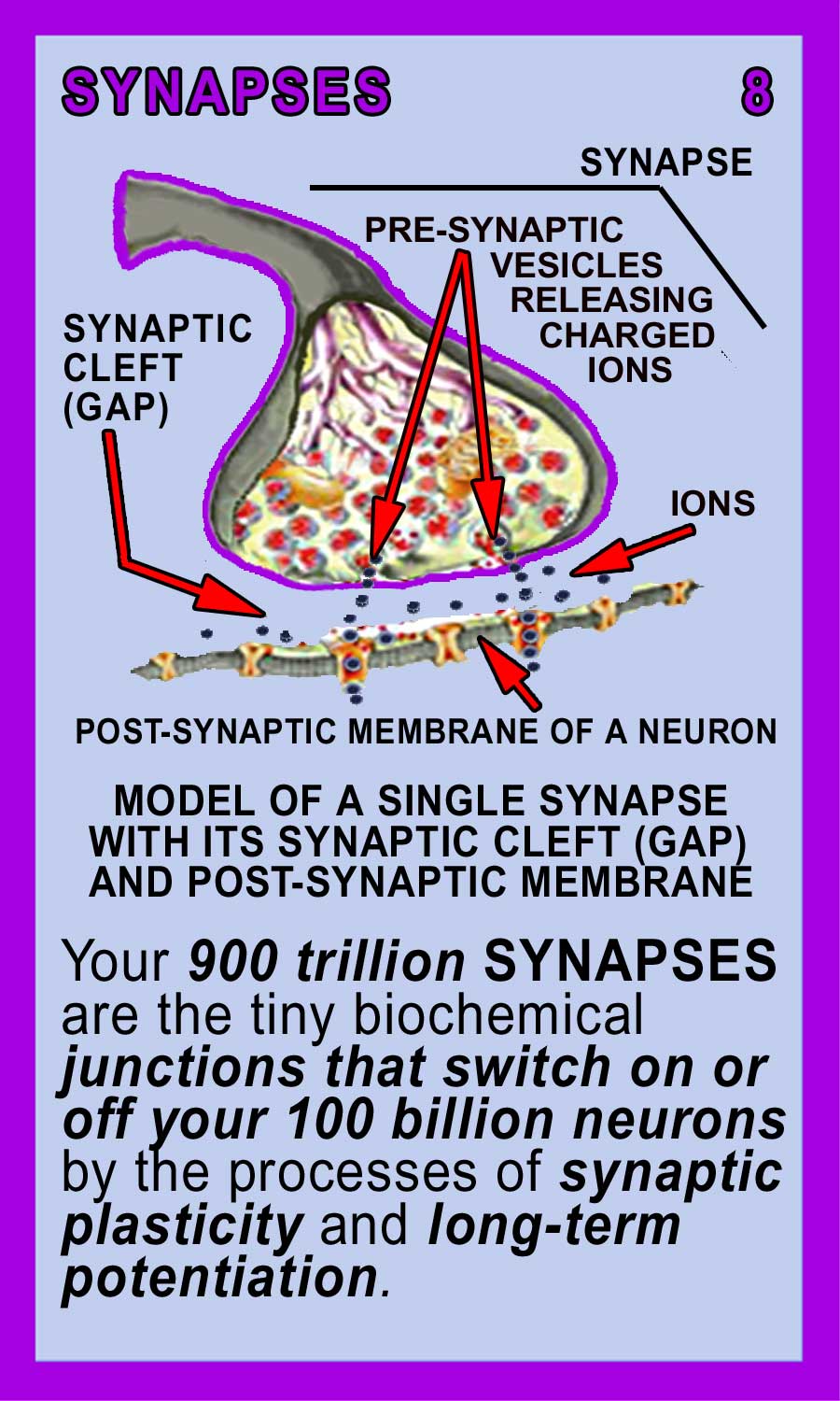Synapses Back