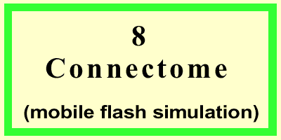 Connectome-Front