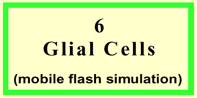 Glial Cells-Front