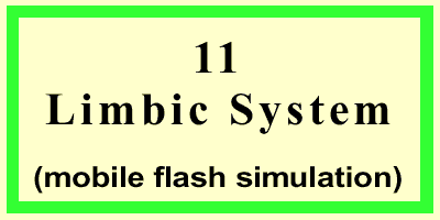 Limbic System-Front