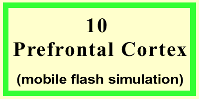 PreFrontal-Cortex-Front