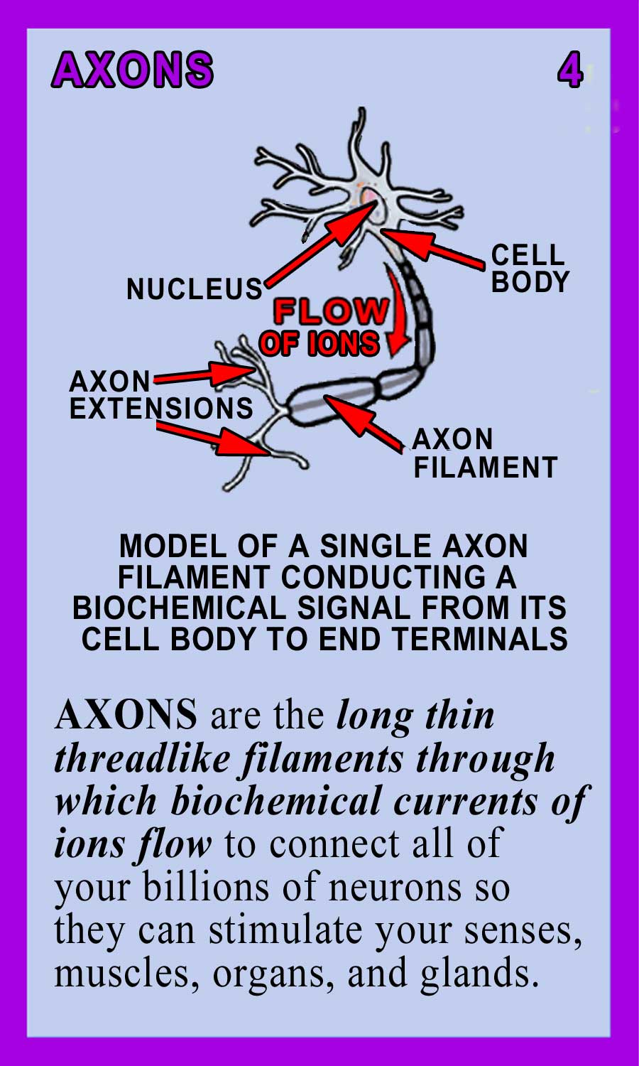 Axons-Back