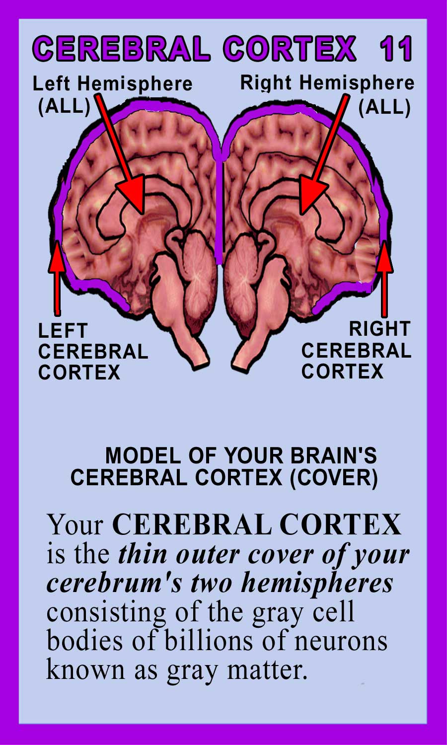 Cerebral Cortex Back