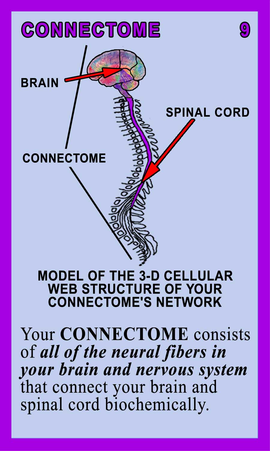 Connectome Back