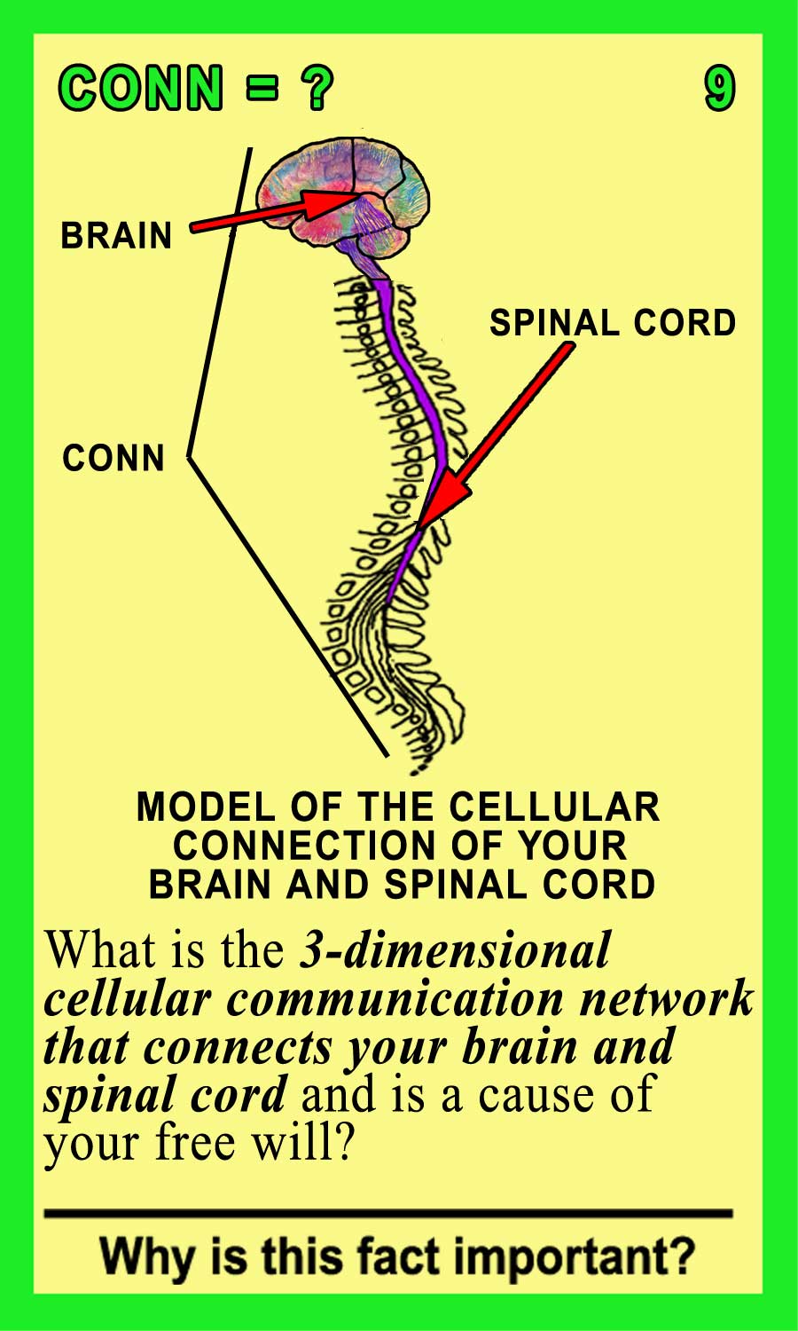 Connectome Front