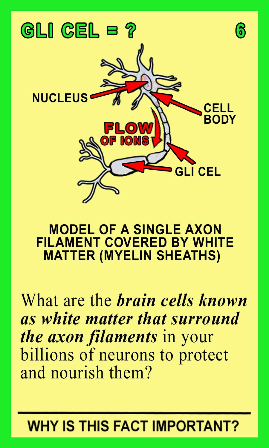 Glial Cells Front