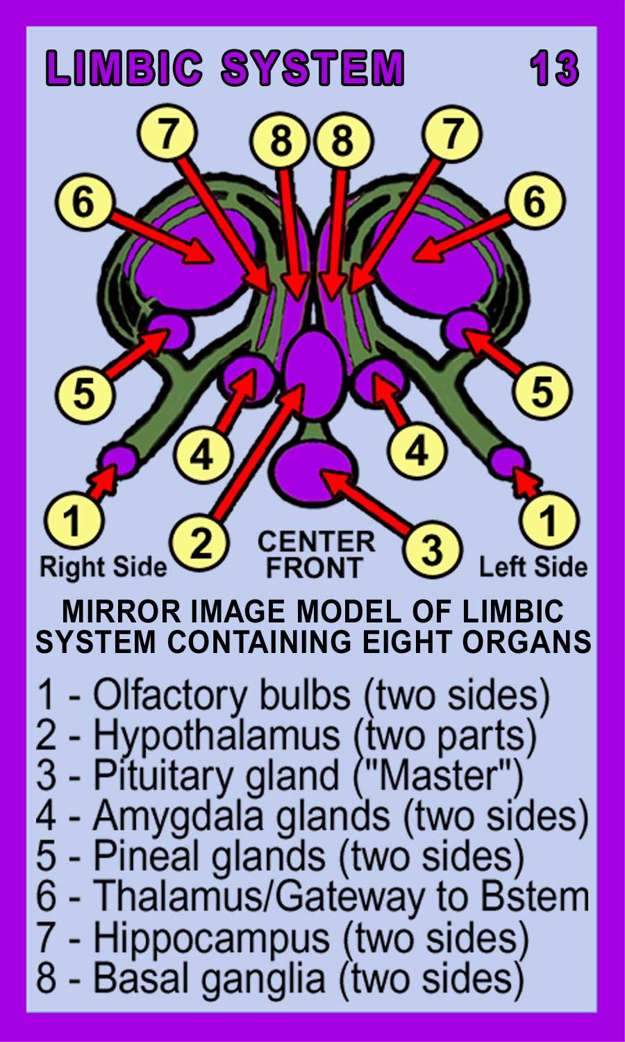 Limbic System Back