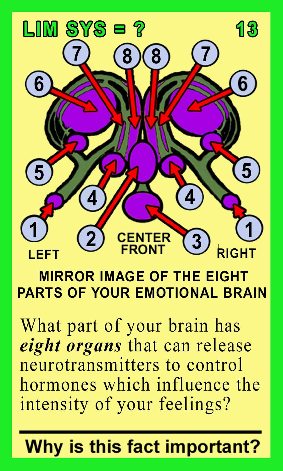 Limbic System Front