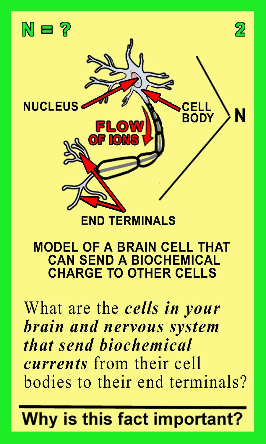 Neurons-Front