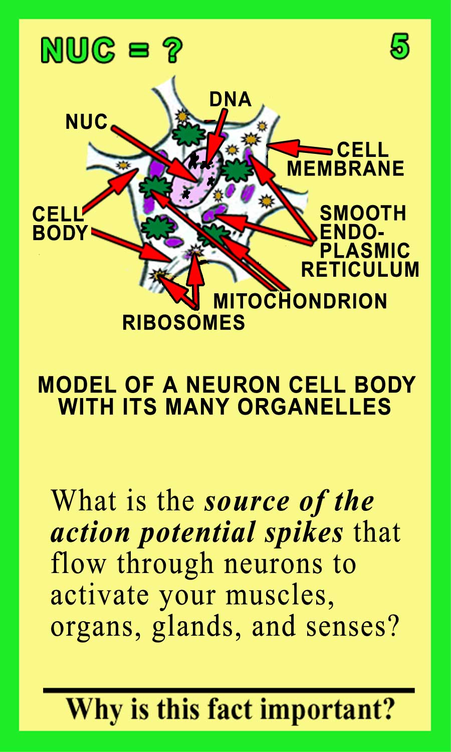 Nucleus-Front