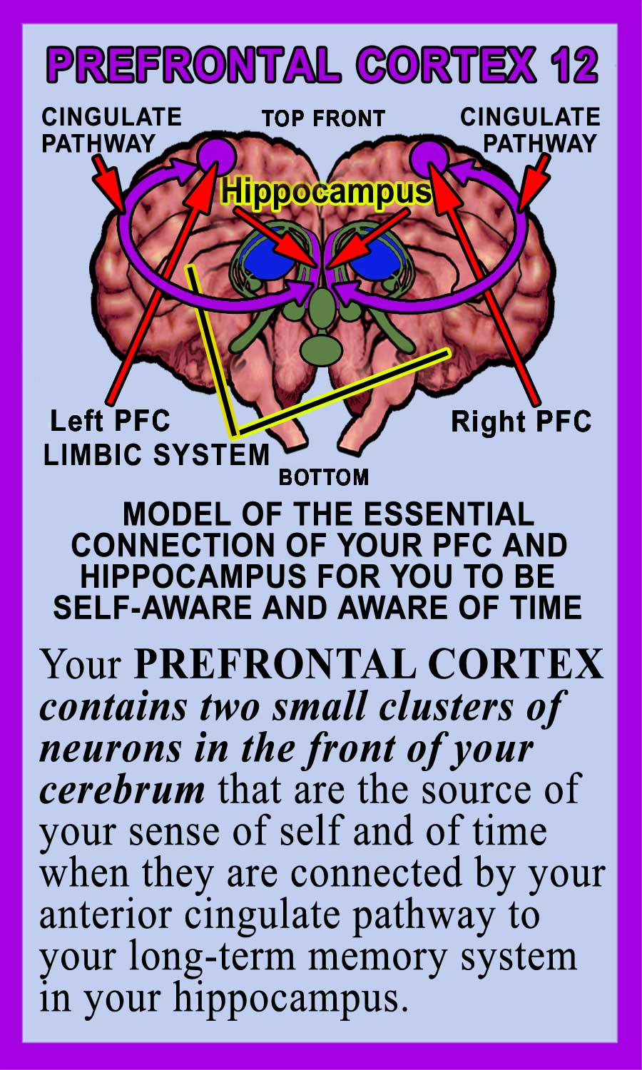 Prefrontal Cortex Back