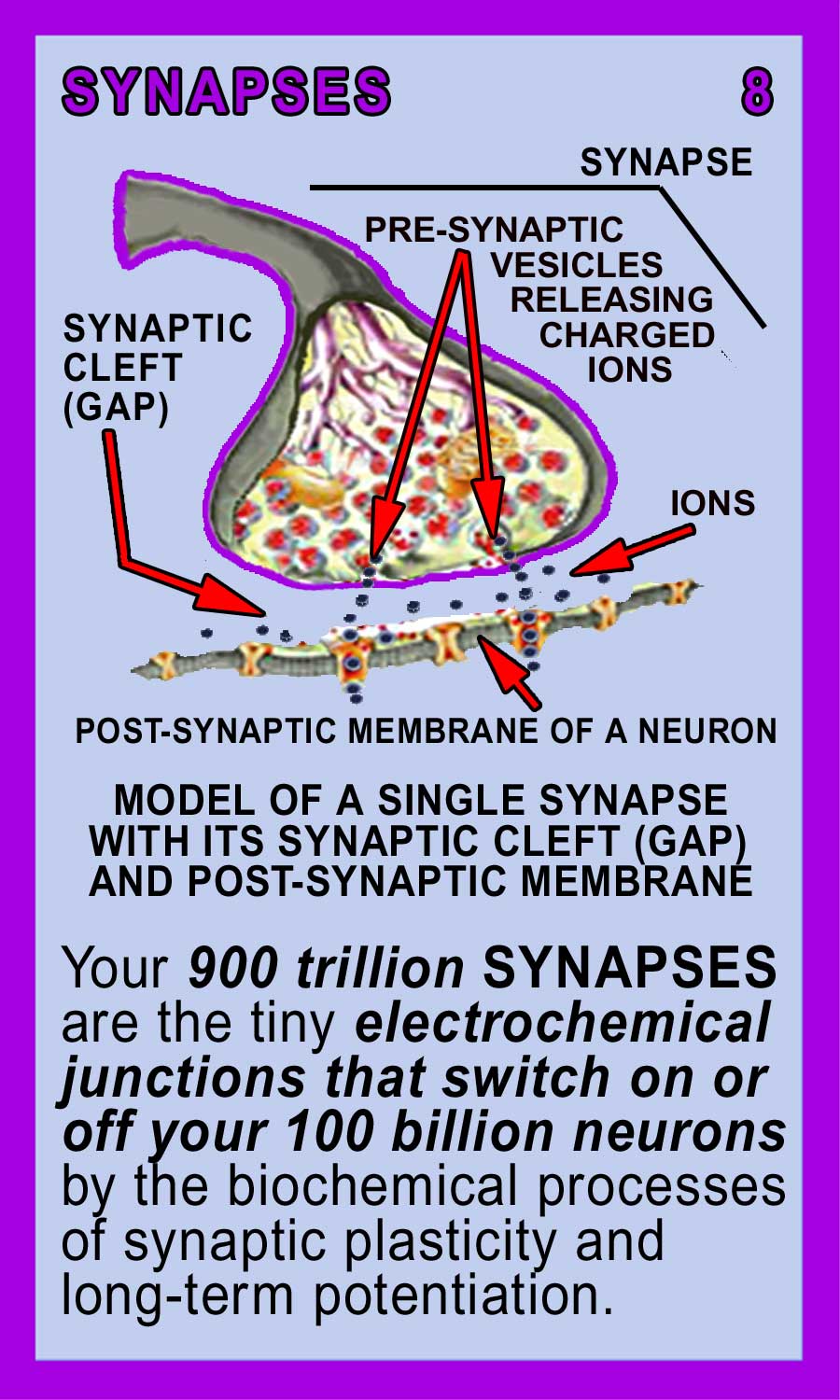 Synapses Back