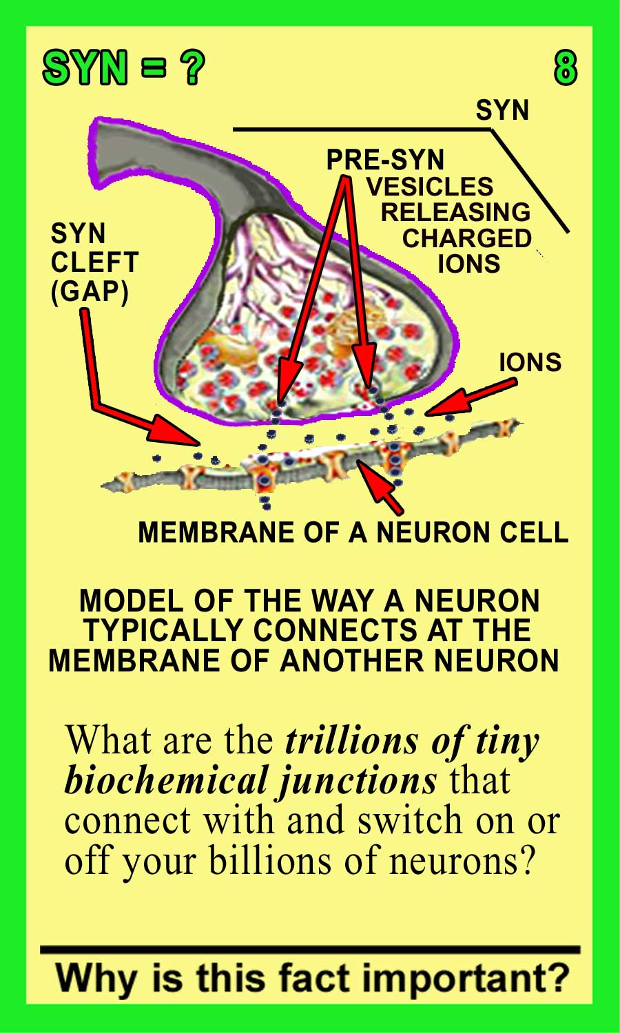 Synapses Front