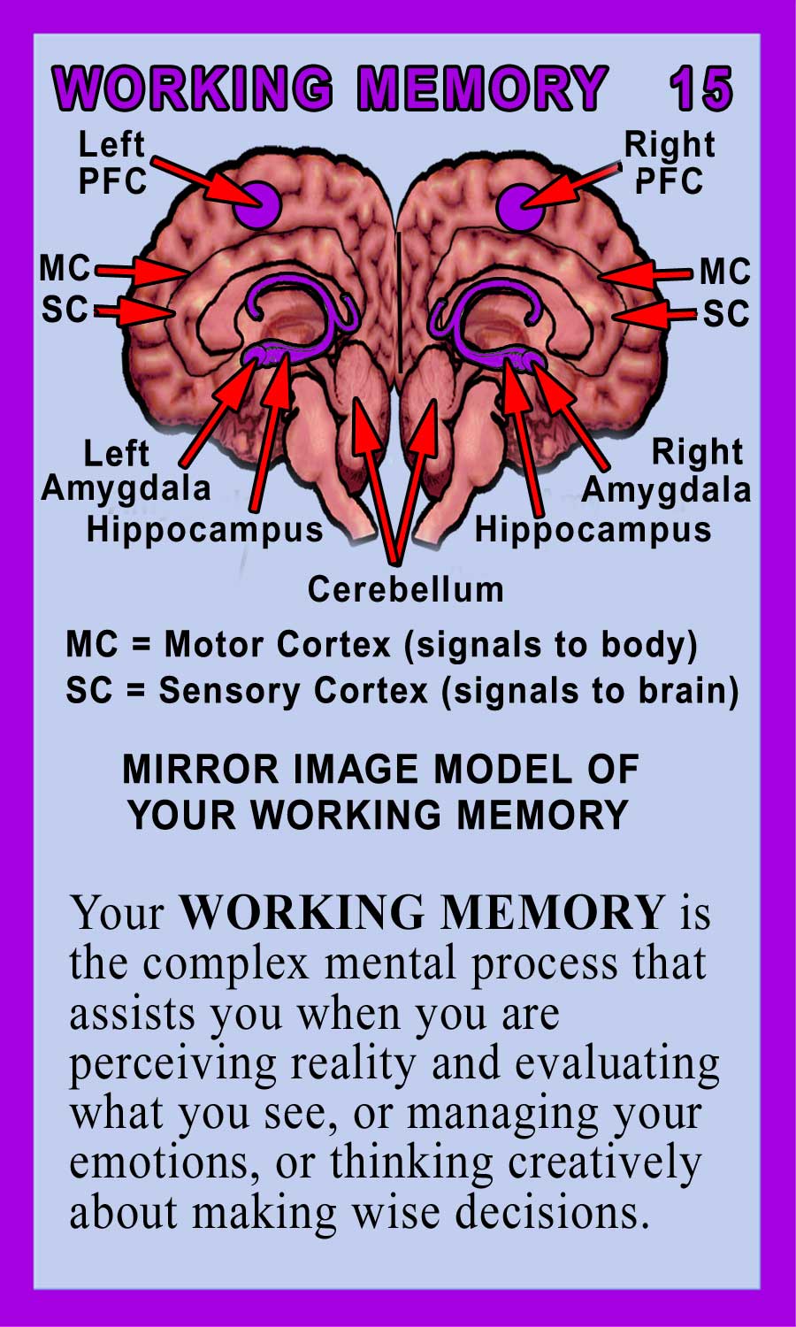 Working Memory Back