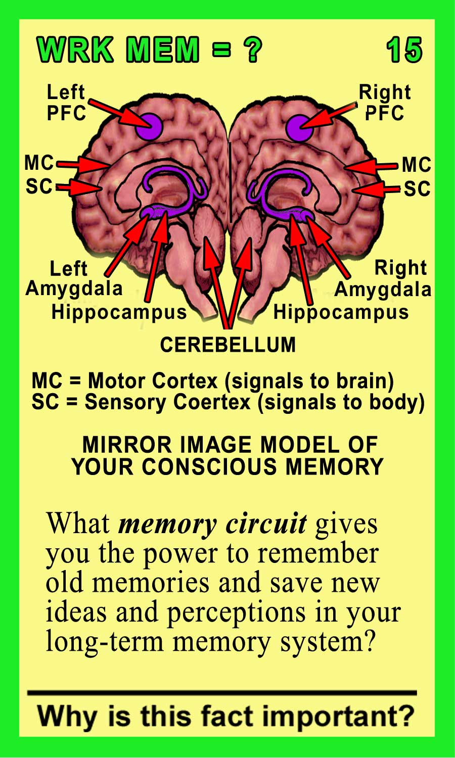 Working Memory Front