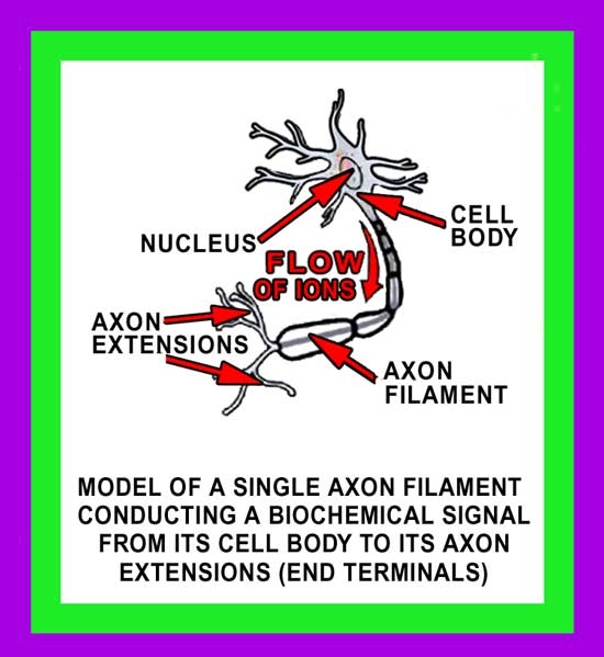 Axons Brain Image