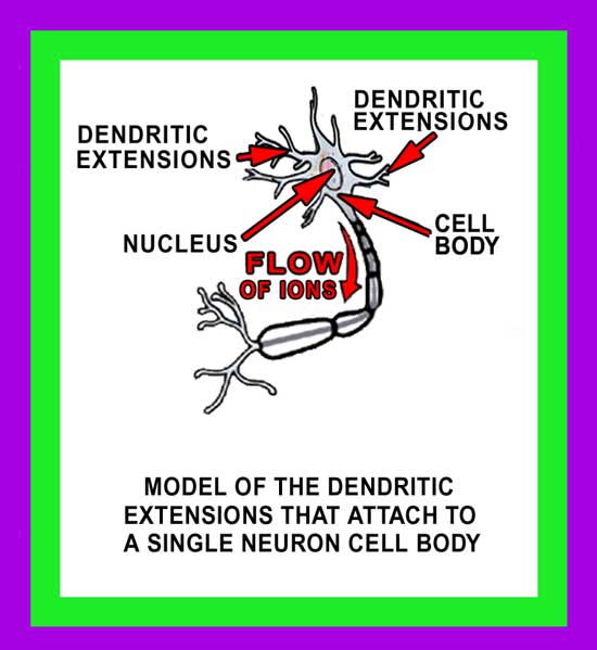 Dendrites Brain Image