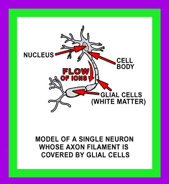 Glial Cells Image