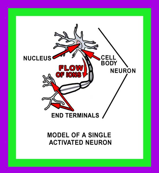 Neurons Brain Image