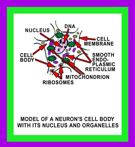 Nucleus of a Neuron Image