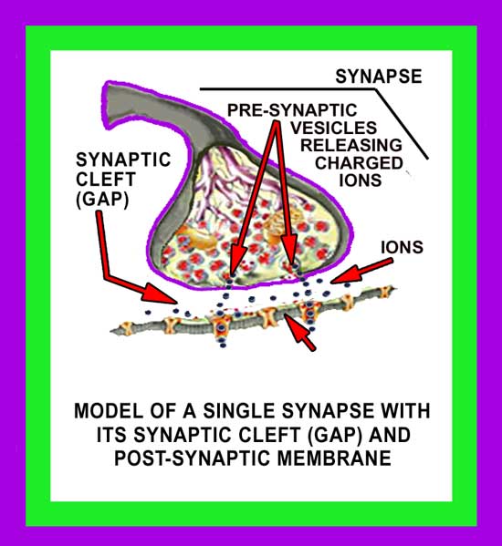 Synapses Image